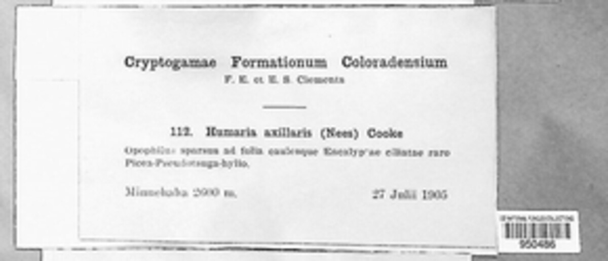 Octospora axillaris image